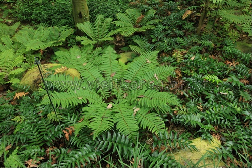 Gayasan Wildflower Botanical Garden (가야산 야생화식물원)
