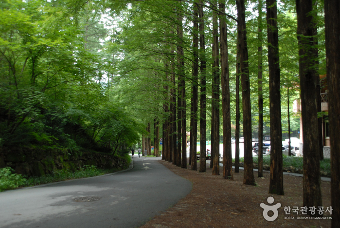 Forêt Jangtaesan (장태산자연휴양림)