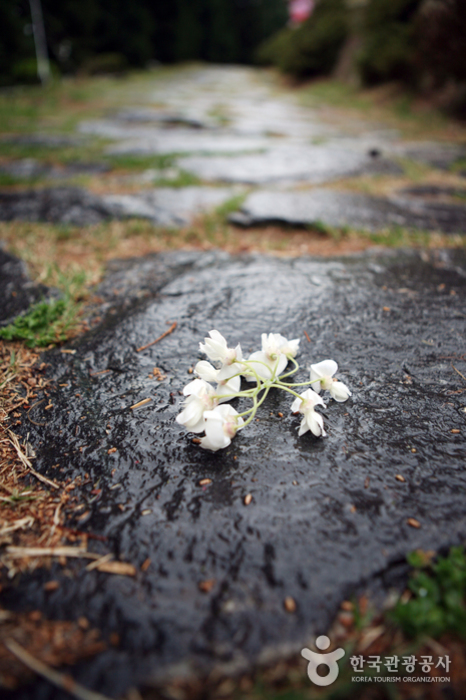 산책로에 떨어진 라일락꽃