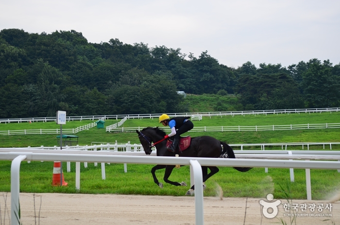 푸른 초원을 시원스레 내달리는 기수의 모습도 만날 수 있다