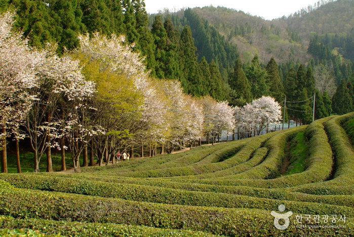 Daehan Dawon Tourist Tea Plantation (Boseong Green Tea Plantation) (보성녹차밭 대한다원)