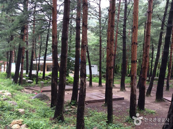 Mureunggyegok Valley Healing Campground (무릉계곡 힐링캠핑장)