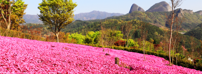 진안고원 꽃잔디축제 20200