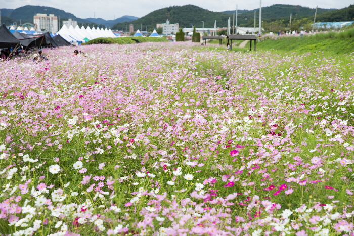 장천 코스모스 축제 20195
