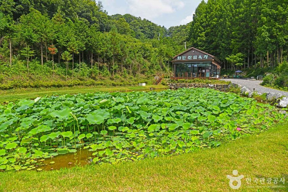 화인산림욕장