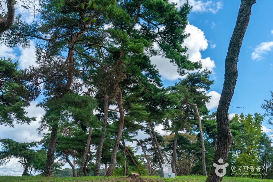 thumbnail-목계솔밭(충주)-6