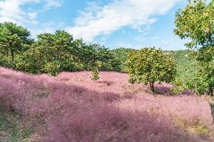 고창_꽃객프로젝트 (6)