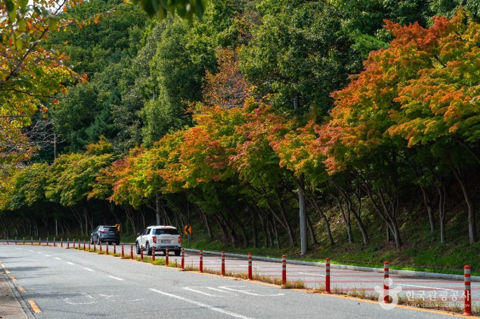 대구_[대구올레 팔공산 8코스] 수태지 계곡길 (2)