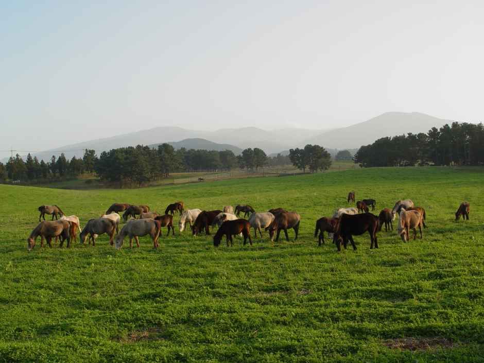 thumbnail-제주마 입목 문화축제-2
