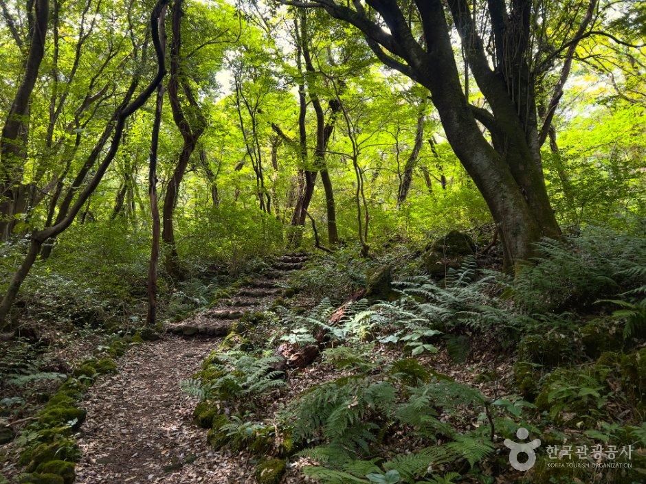thumbnail-제주 교래자연휴양림-9