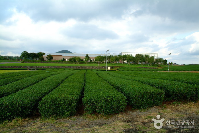 Jeju O’sulloc Festival
