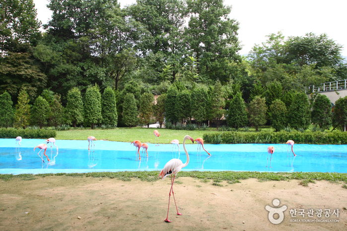 Seoul Grand Park (서울대공원-서울동물원)