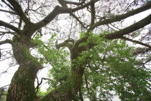 장흥 옥당리 효자송0