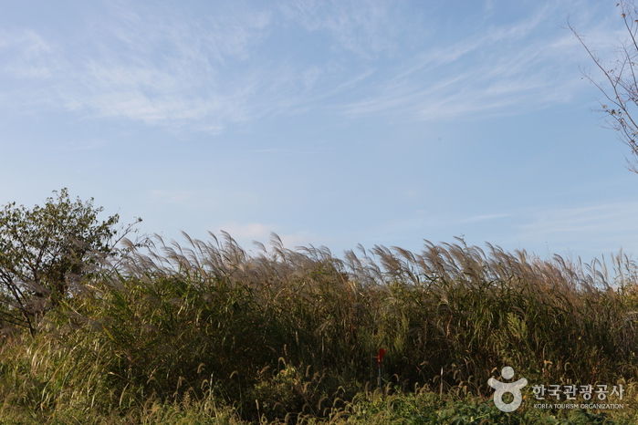 Eulsukdo Migratory Bird Park (을숙도 철새공원)