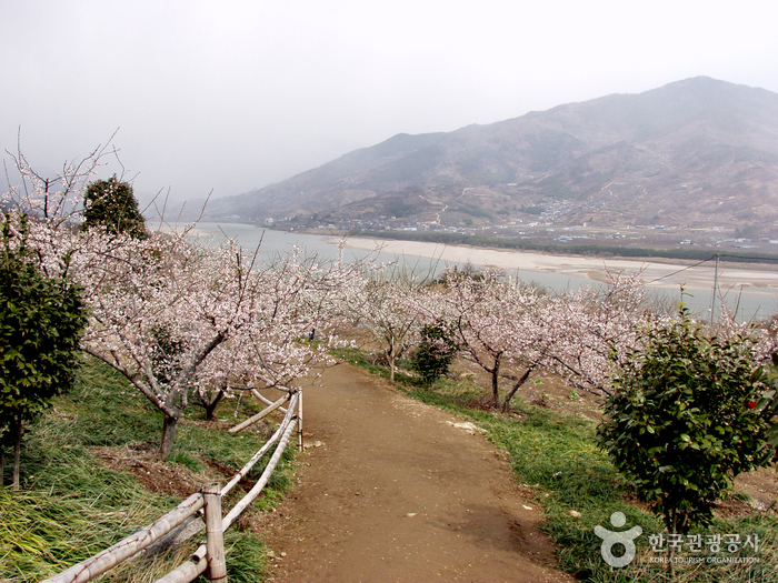 Seomjingang Maehwa Village (섬진강 매화마을)