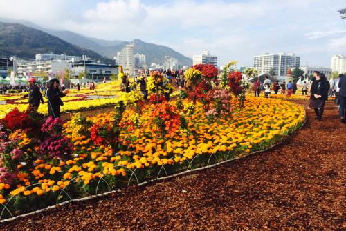 마산가고파국화축제 2015