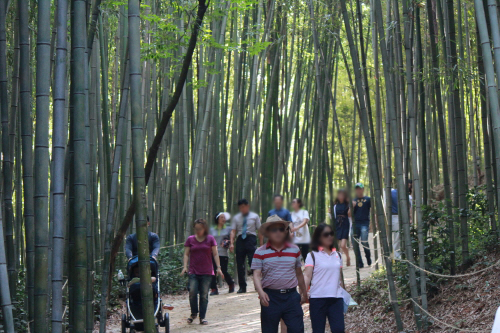 Canceled: Damyang Bamboo Festival (담양대나무축제)