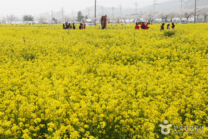 Фестиваль цветения сурепицы в Самчхоке (삼척 맹방유채꽃축제)