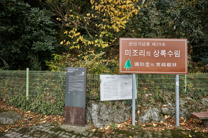 남해 미조리 상록수림