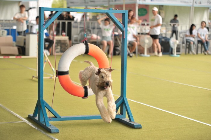 부산 펫팸 페스티벌 20197