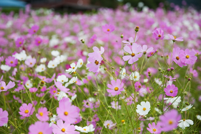 장천 코스모스 축제 20196
