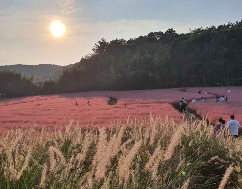 Festival des pink muhly à Gochang (고창청농원 핑크뮬리시즌)