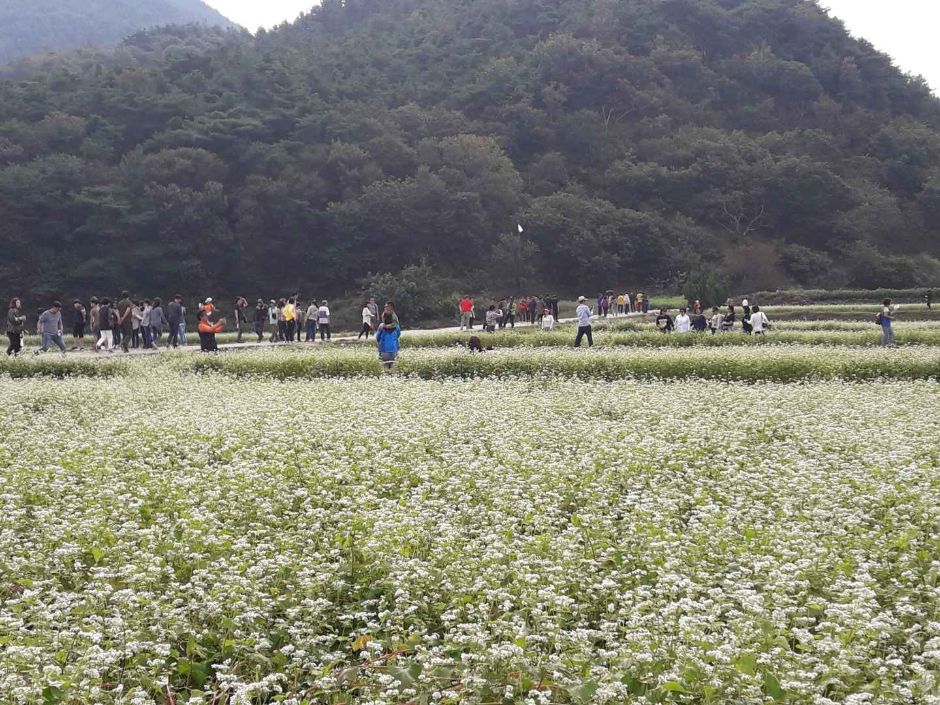 하동 북천 코스모스 메밀꽃 축제