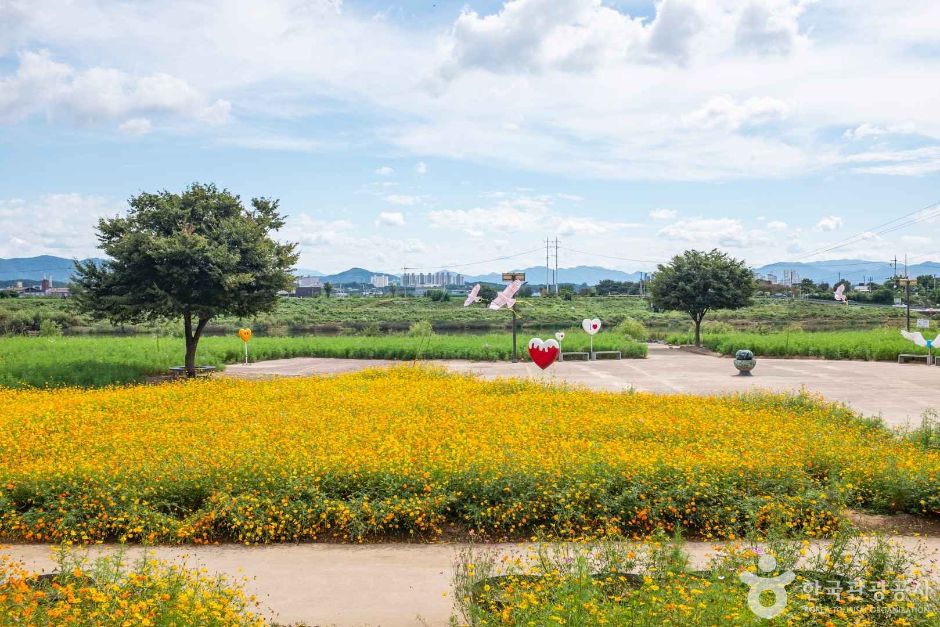 대부잠수교해바라기밭