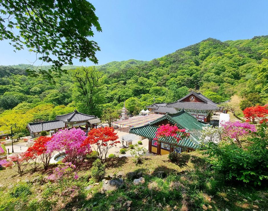 용문산관광단지