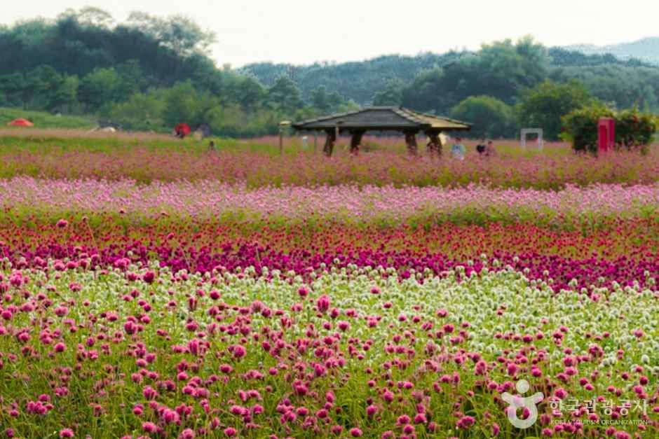 나리농원 (1)