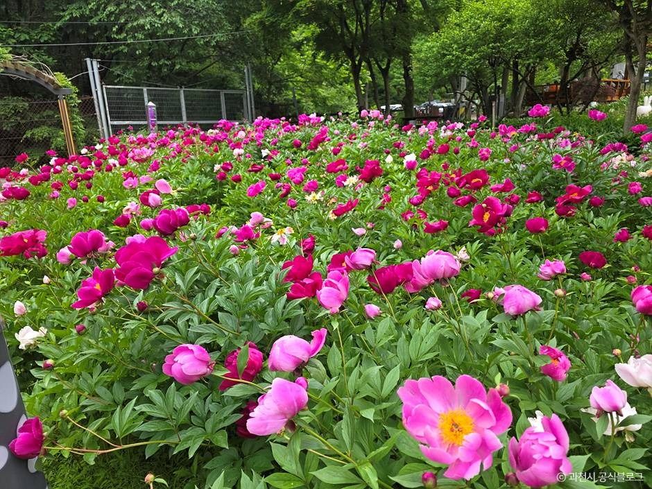 thumbnail-과천야생화자연학습장-3