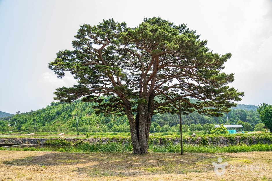 함양 목현리 구송