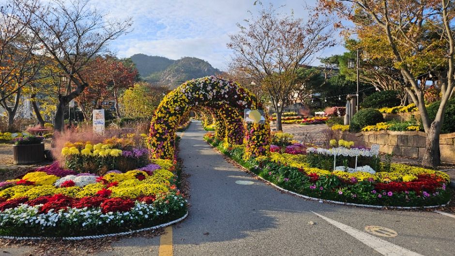 thumbnail-월출산 국화축제-7