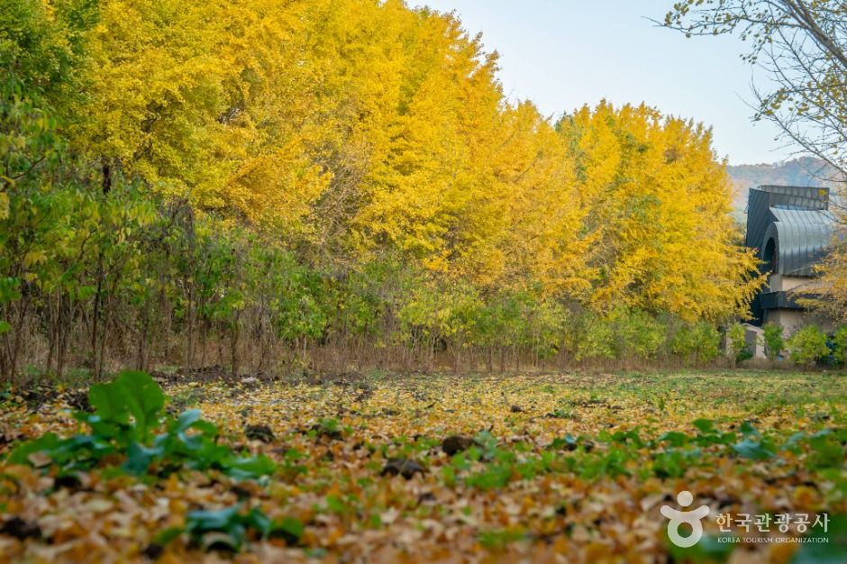 나주은행나무수목원