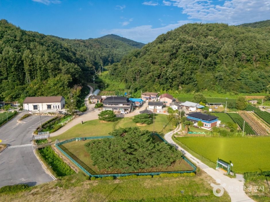 예천_예천 천향리 석송령 (1)