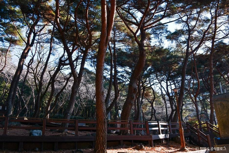 창원 편백 치유의 숲