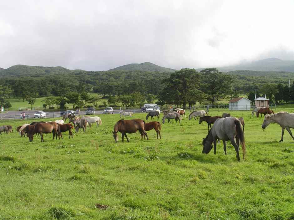 thumbnail-제주마 입목 문화축제-0