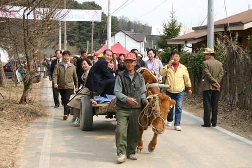 Icheon Baeksa Sansuyu Flower Festival (이천백사 산수유꽃축제)