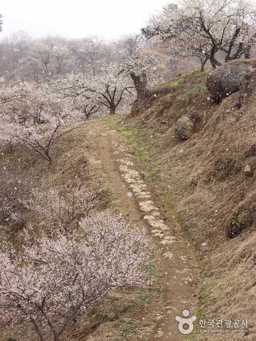 Seomjingang Maehwa V...