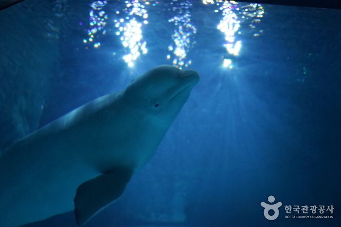 乐天世界水族馆（롯데월드 아쿠아리움）