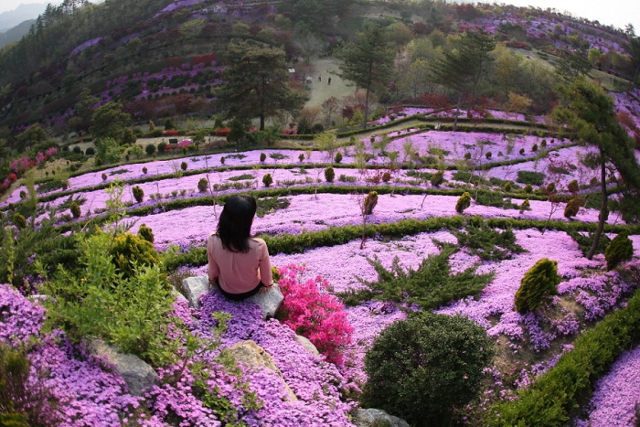 진안고원 꽃잔디축제 20201