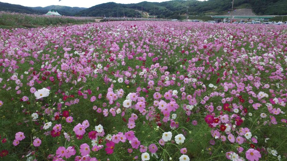 Festival de las Flores Cosmos y el Alforfón de Bukcheon en Hadong (하동 북천 코스모스 메밀꽃 축제)