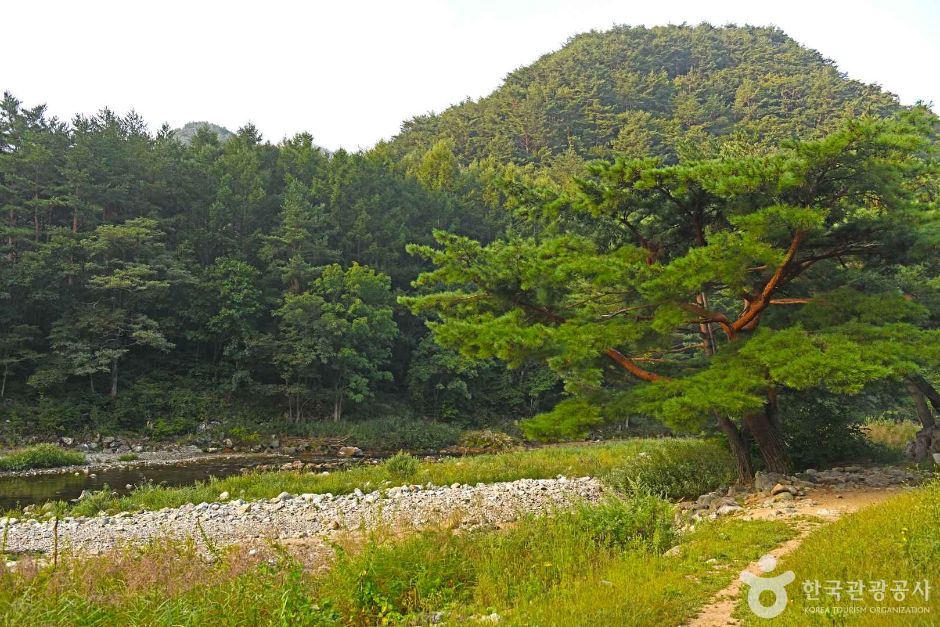 인제 아침가리계곡 (5)