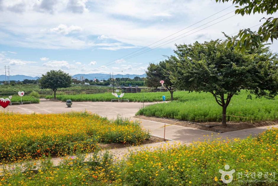 대부잠수교해바라기밭