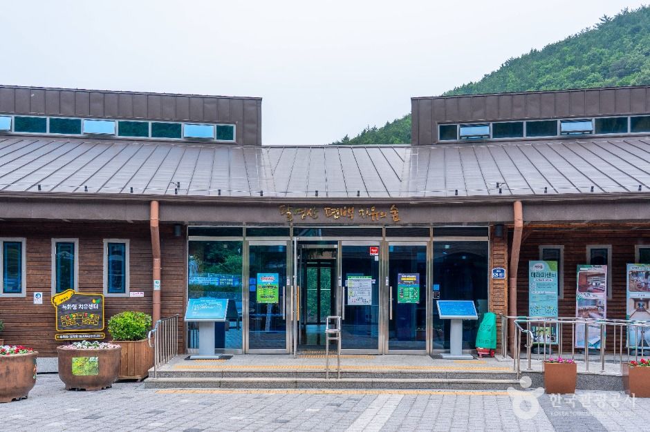고흥_팔영산 편백 치유의숲 (9)