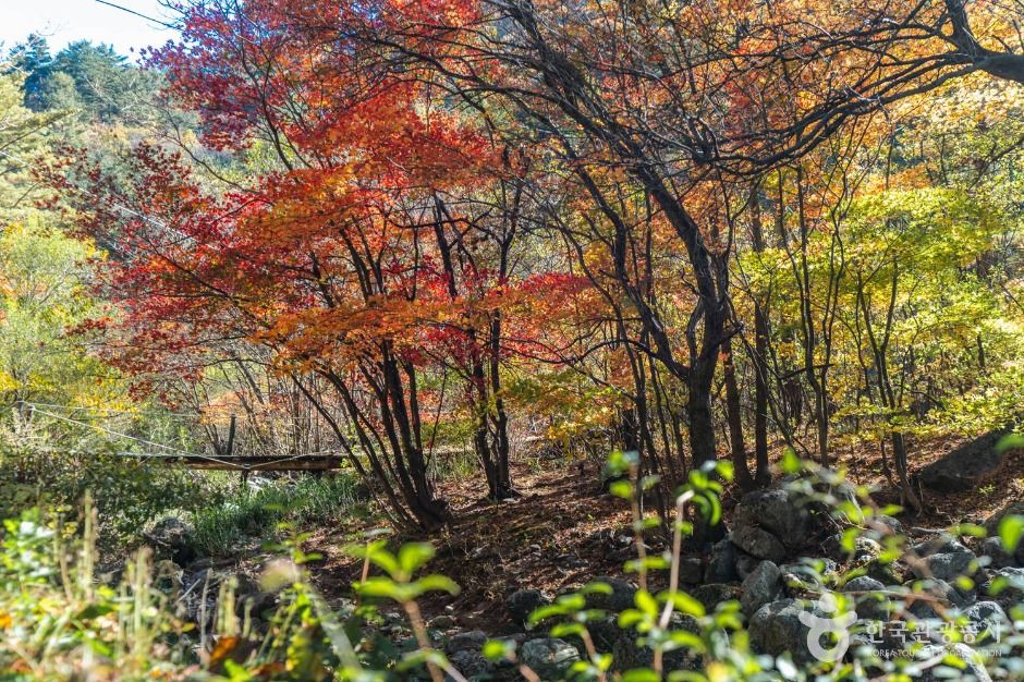 봉화 대현리 열목어 서식지