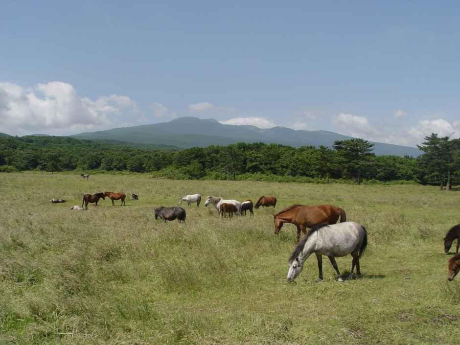 thumbnail-제주마 입목 문화축제-3