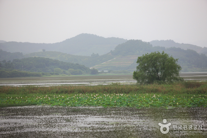 Junam Reservoir (주남저수지)