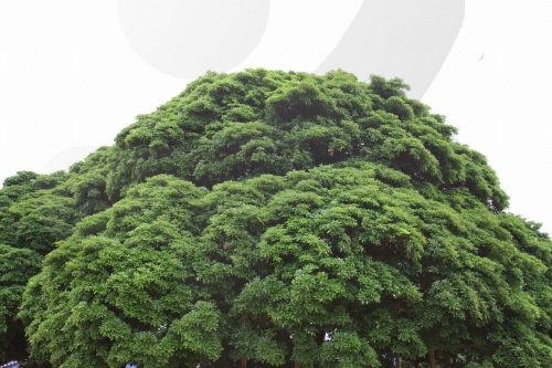 장흥 삼산리 후박나무5