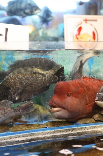 Noryangjin Fisheries Wholesale Market (노량진수산시장)